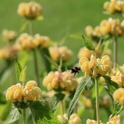 Brandkraut (Phlomis Russeliana), 4 Stück