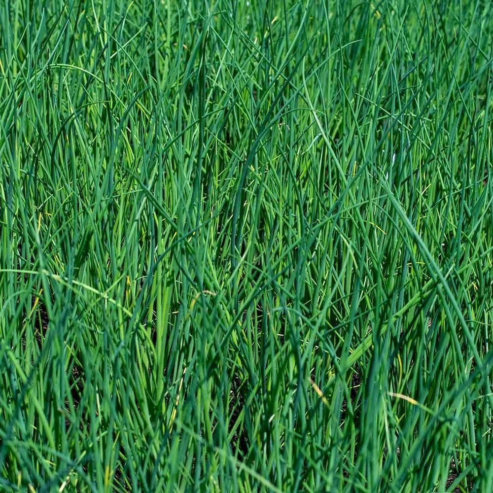 Schnittlauch (Allium Schoenoprasum), 4 Stück 4 Schnittlauch (Allium Schoenoprasum), 4 Stück – Bild 2