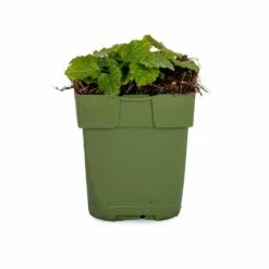 Zitronenmelisse (Melissa Officinalis), 4 Stück -Geflügelbedarf Verkäufe 2024 810540120 dv 0163 1 1