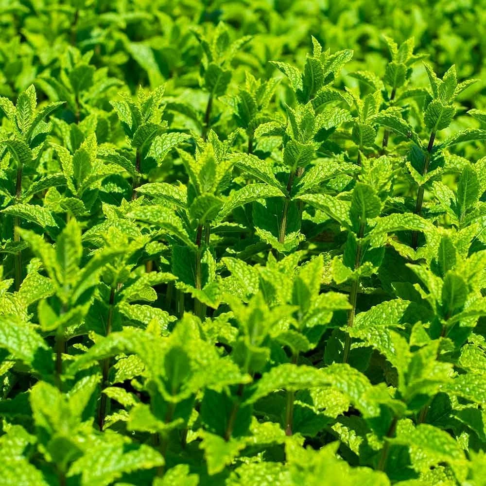 Marokkanische Minze (Mentha Spic. 'Moroccan'), 4 Stück 3 Marokkanische Minze (Mentha Spic. 'Moroccan'), 4 Stück