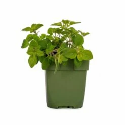 Echter Dost (Origanum Vulgare), 4 Stück 10 Echter Dost (Origanum Vulgare), 4 Stück -Geflügelbedarf Verkäufe 2024 810590120 dv 0157 1