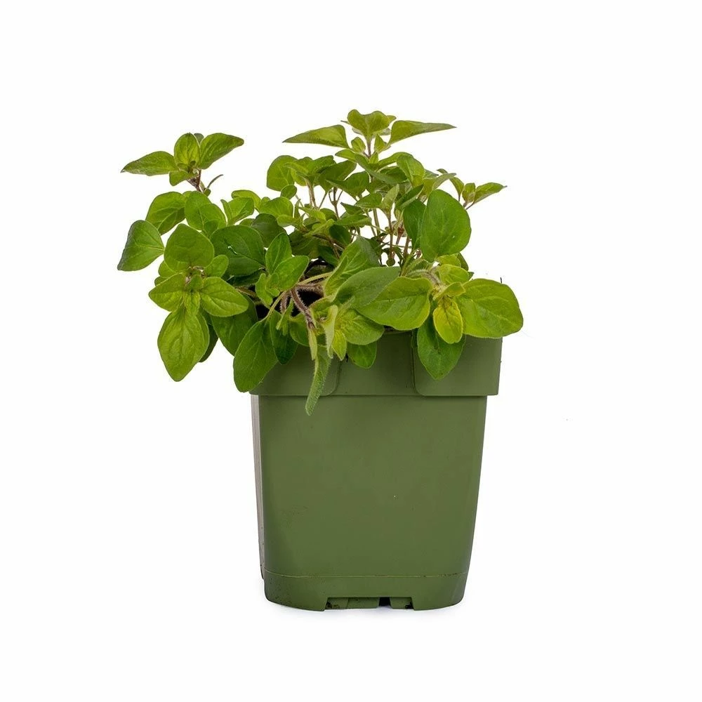 Echter Dost (Origanum Vulgare), 4 Stück 6 Echter Dost (Origanum Vulgare), 4 Stück – Bild 4