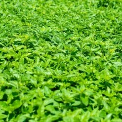 Echter Dost (Origanum Vulgare), 4 Stück 9 Echter Dost (Origanum Vulgare), 4 Stück -Geflügelbedarf Verkäufe 2024 810590120 origanum vulgare dv 0409 1