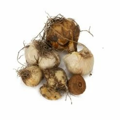 Deluxe Bio-Blumenzwiebelmix Bienen & Schmetterlinge, 25 Stück -Geflügelbedarf Verkäufe 2024 821720119 organic deluxe bee butterfly bulb mix dv 8864