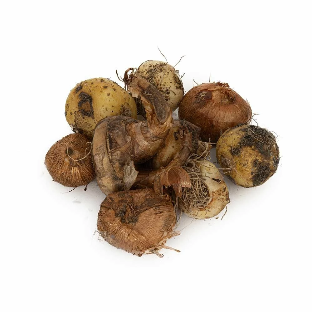 Bio-Blumenzwiebelmix Wilder Garten, 25 Stück 4 Bio-Blumenzwiebelmix Wilder Garten, 25 Stück – Bild 2