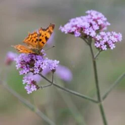 Eisenkraut (Verbena Bonariensis), 8 Stück -Geflügelbedarf Verkäufe 2024 89016 1 1
