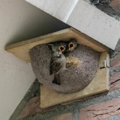Kunstnistkasten Mehlschwalbe Einzeln (Eingang Rechts) 9 Kunstnistkasten Mehlschwalbe Einzeln (Eingang Rechts) -Geflügelbedarf Verkäufe 2024 90052 mehlschwalben nistkasten 1