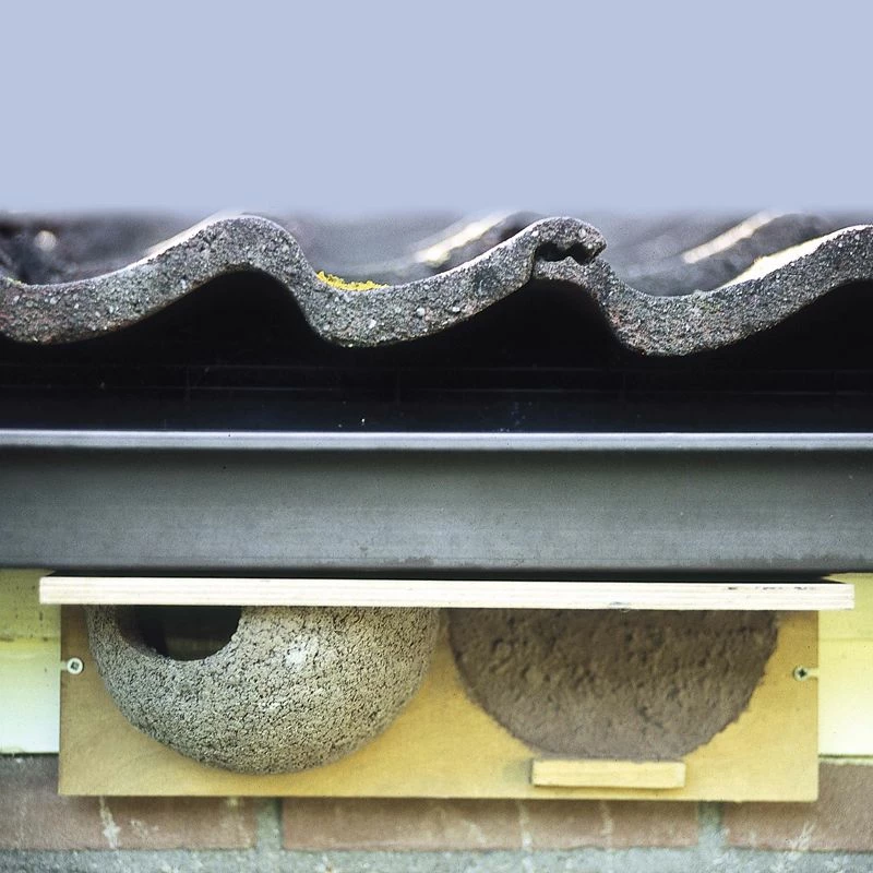 Nestvorgabe Mehlschwalbe 3 Nestvorgabe Mehlschwalbe