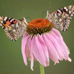 Purpur-Sonnenhut (Echinacea Purpurea), 8 Stück -Geflügelbedarf Verkäufe 2024 95288 1 1