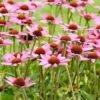 Purpur-Sonnenhut (Echinacea Purpurea), 8 Stück -Geflügelbedarf Verkäufe 2024 95288 4 1