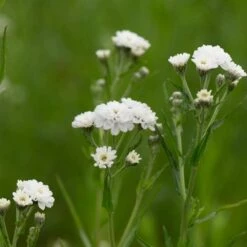 Sumpf-Schafgarbe (Achillea Ptarmica 'The Pearl'), 4 Stück -Geflügelbedarf Verkäufe 2024 95290 1 2