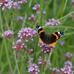 Eisenkraut (Verbena Bonariensis), 8 Stück -Geflügelbedarf Verkäufe 2024 95370 1 1