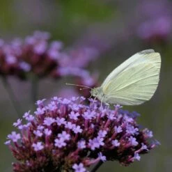 Eisenkraut (Verbena Bonariensis), 8 Stück -Geflügelbedarf Verkäufe 2024 95370 1 1