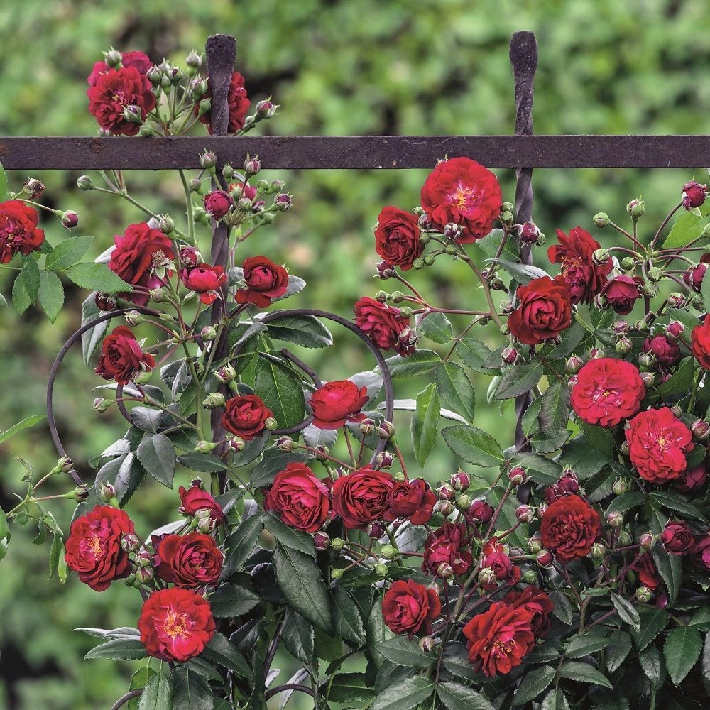 Kletterose Starlet 'Lola', Wurzelnackt (5 Stück) 4 Kletterose Starlet 'Lola', Wurzelnackt (5 Stück) – Bild 2