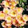 Rose Bijenweelde® Apricot, Im Topf -Geflügelbedarf Verkäufe 2024 bijenweelde r apricot 80154