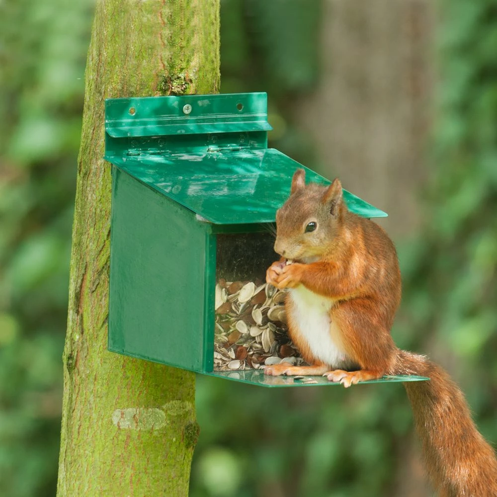 Eichhörnchen-Futterautomat XXL 3 Eichhörnchen-Futterautomat XXL
