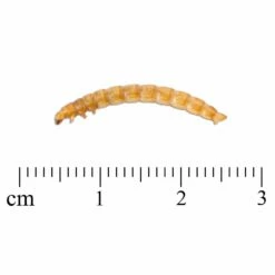 Eimer Mit Getrockneten Mehlwürmern 900 G -Geflügelbedarf Verkäufe 2024 getrocknete mehlwurmer 28030 3 2