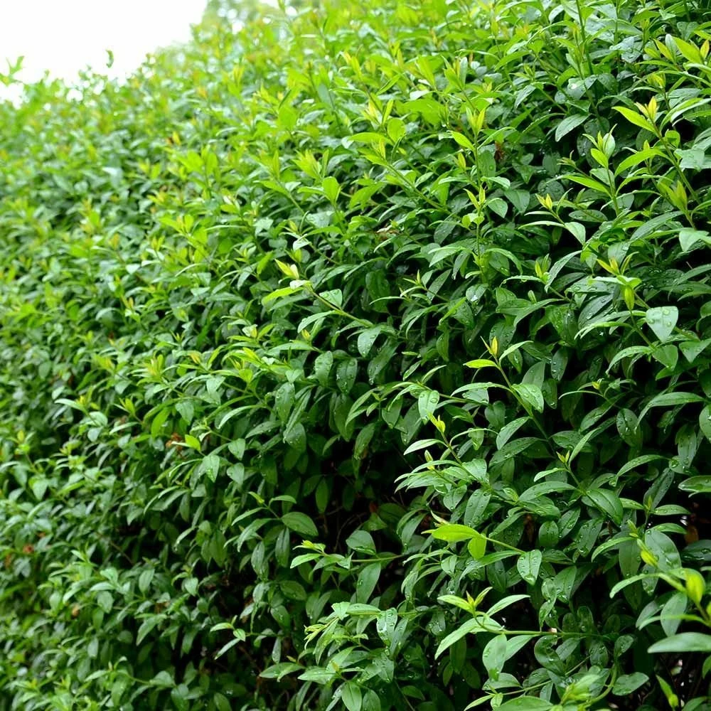 Liguster (Ligustrum Vulg. Atrovirens) Im Topf 125-150 Cm 3 Liguster (Ligustrum Vulg. Atrovirens) Im Topf 125-150 Cm
