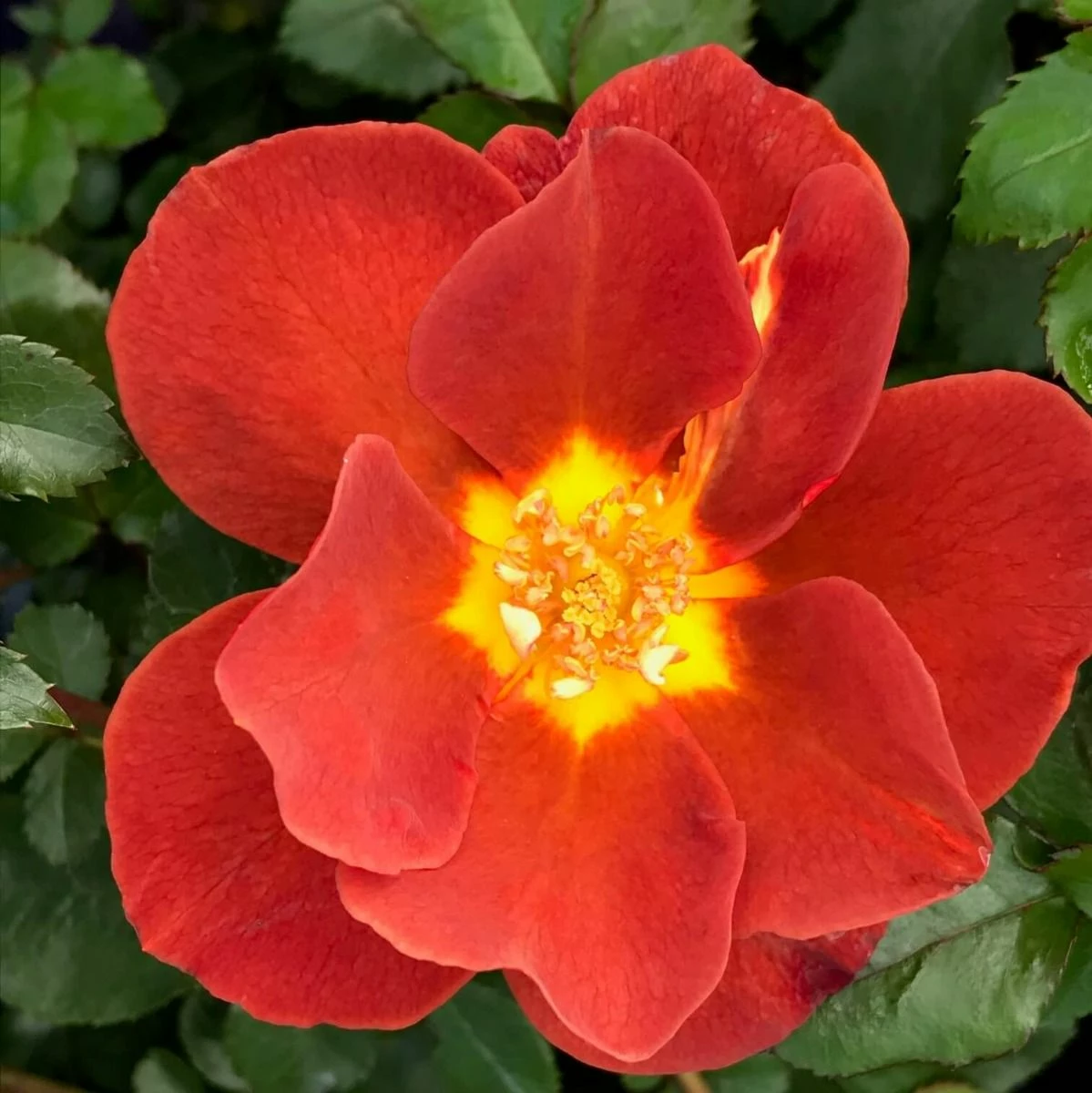 Strauchrose Expresso, Wurzelnackt (5 Stück) 3 Strauchrose Expresso, Wurzelnackt (5 Stück)