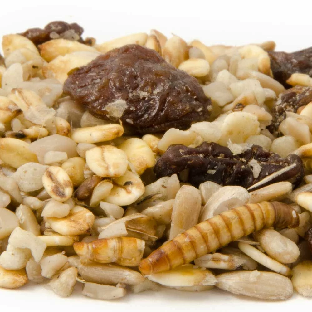 Rotkehlchen-Delikatessen 3 Rotkehlchen-Delikatessen