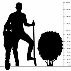 Purpur-Sonnenhut (Echinacea Purpurea), 8 Stück -Geflügelbedarf Verkäufe 2024 silhouette 100cm 5