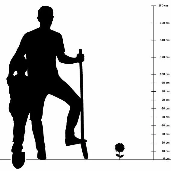Weisses Immergrün (Vinca Minor Alba), 8 Stück 4 Weisses Immergrün (Vinca Minor Alba), 8 Stück – Bild 2