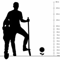 Aroma-Thymian (Thymus Vulgaris 'Faustini'), 4 Stück -Geflügelbedarf Verkäufe 2024 silhouette 30cm 2 1 1