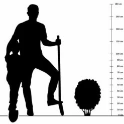 Kissenaster 'Prof. A. Kippenberg', 4 Stück 9 Kissenaster 'Prof. A. Kippenberg', 4 Stück -Geflügelbedarf Verkäufe 2024 silhouette 60cm 9 1