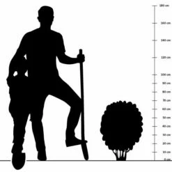 Prachtscharte (Liatris Spicata), 4 Stück -Geflügelbedarf Verkäufe 2024 silhouette 70cm 2 1