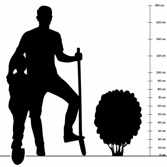 Schnittlauch (Allium Schoenoprasum), 4 Stück 6 Schnittlauch (Allium Schoenoprasum), 4 Stück – Bild 4