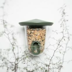 SingingFriend FeedR Dunkelgrün 8 SingingFriend FeedR Dunkelgrün -Geflügelbedarf Verkäufe 2024 xb1a9804 2