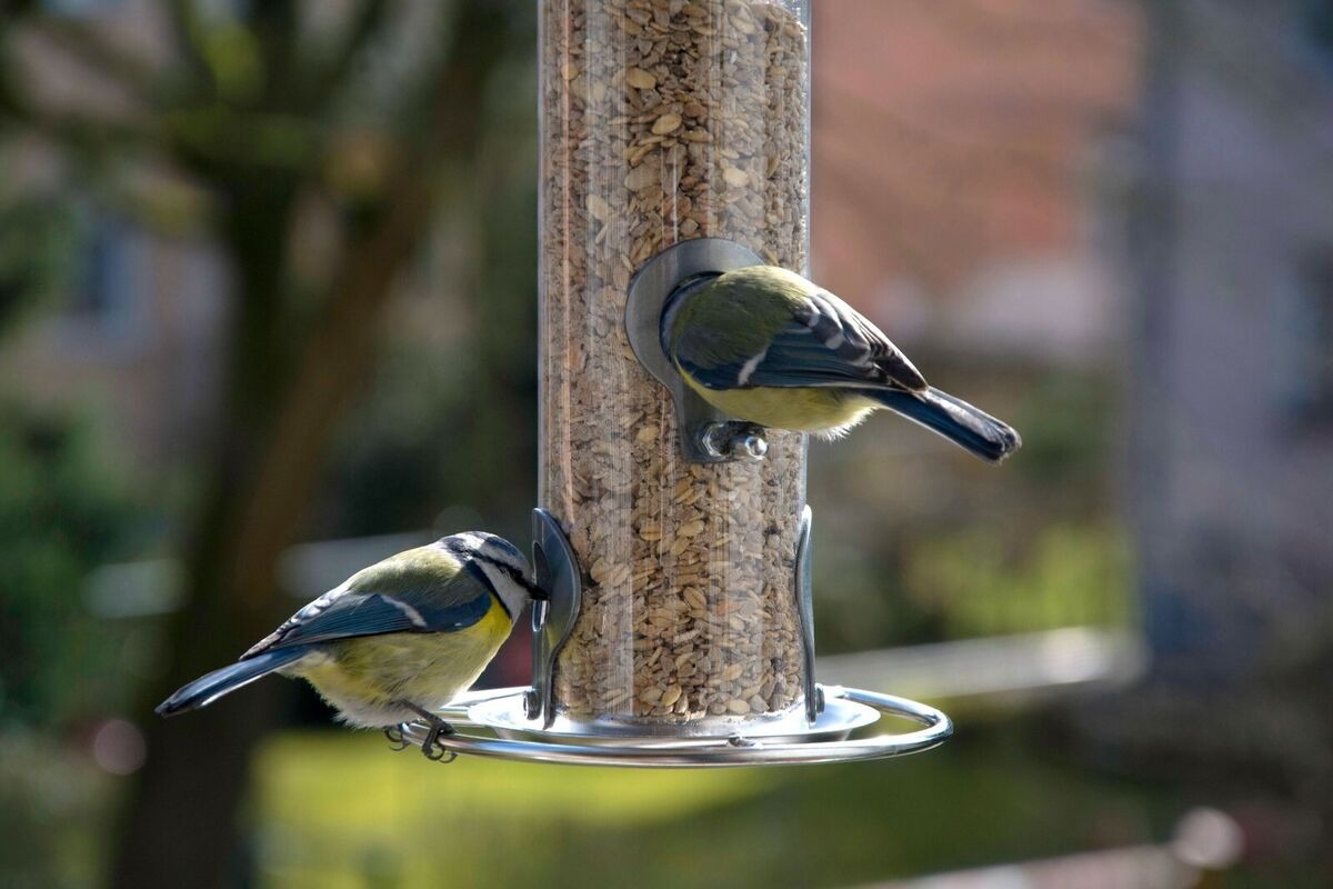 Geflügelbedarf Verkäufe 2024 -Geflügelbedarf Verkäufe 2024 s l1200